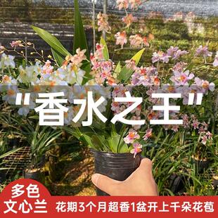 兰花苗 梦香兰迷你文心兰跳舞香水兰绿植室内盆栽 冬季水培带花苞
