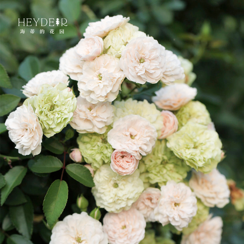 海蒂的花园 绿冰微型月季丰花四季开花耐热阳台庭院花卉盆栽花苗