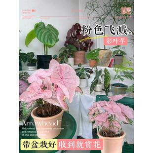 彩叶芋盆栽种球网红绿植白色恋人室内芋类植物花卉粉色阳台好养活