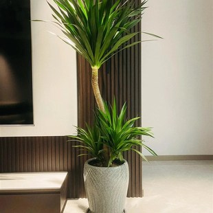 龙血树太空铁大盆栽室内客厅大型盆栽绿植盆景高杆龙铁树净化空气