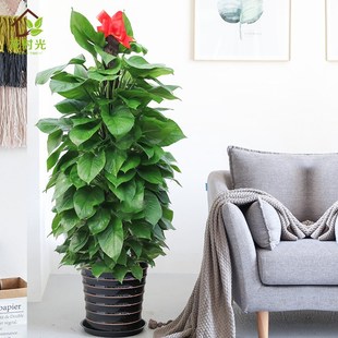 大叶绿萝柱盆栽室内客厅办公室除甲醛净化空气绿色大植物四季 花卉
