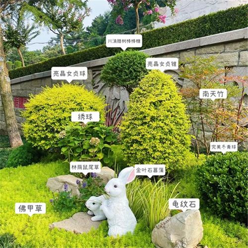 亮晶女贞塔锥形庭院花园花镜造景树苗四季常青南北方耐寒花箱植物