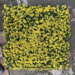 仿真植物墙草坪佛甲草彩色绿雕仿真植物草