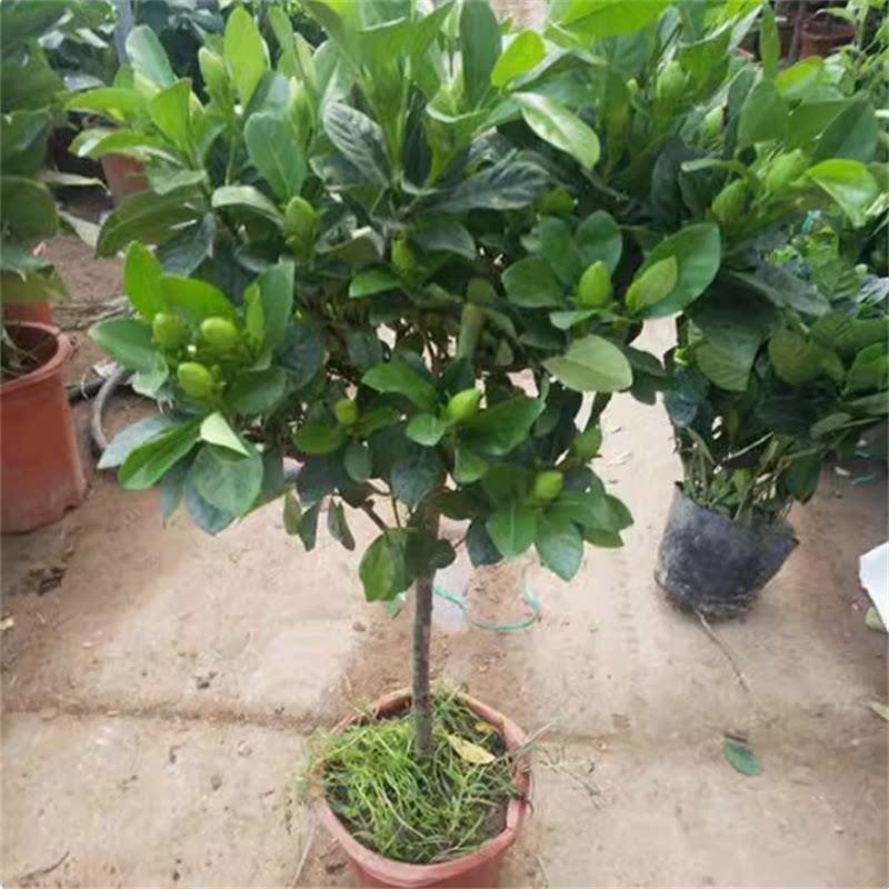 老桩大叶栀子花大树苗大棵枝枝花浓香型四季独杆牡丹室外庭院子花