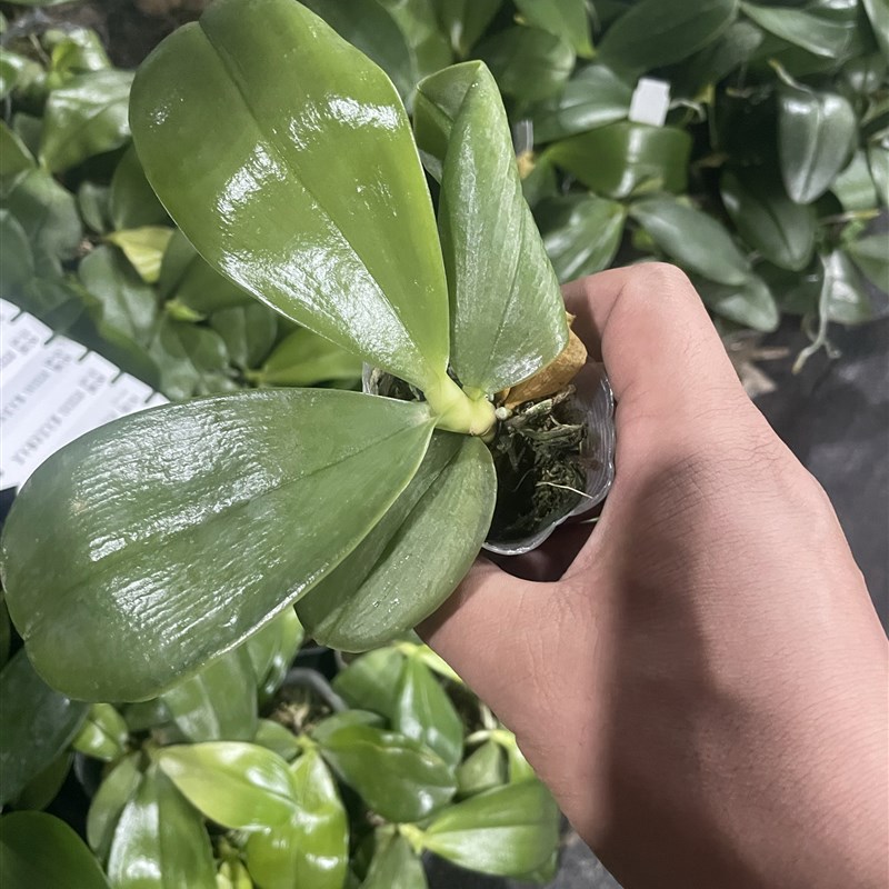 蝴蝶兰cap109131原生苗1.7寸杯嫌小勿拍