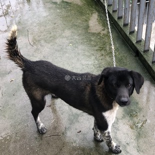 304不锈钢狗链子小型犬/中型犬猎狗马犬专用项圈牵引绳栓狗铁链子