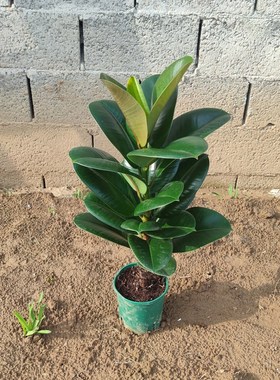 大叶型绿色黑金刚橡皮树苗盆栽绿植花卉阳台室内观叶植物净化粉尘