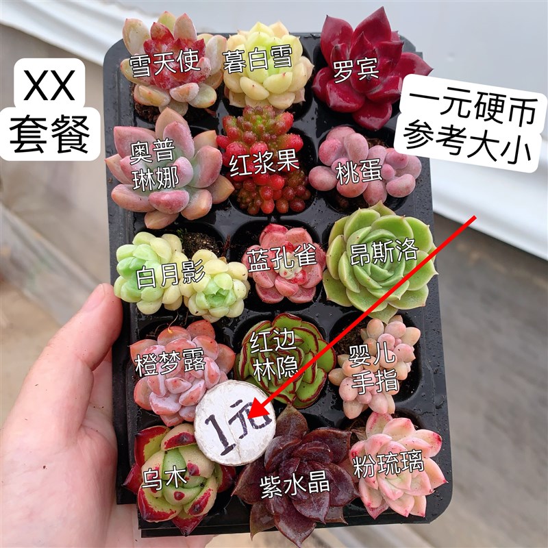 【一单包邮】XX套餐2-3u厘米15颗多肉植物组合多肉带托盘品种如图