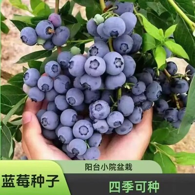 蓝莓种子家庭阳台小院盆栽地栽四季均可种植-xw2