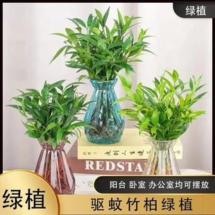 【水培竹柏】水养盆栽绿植水培竹柏花卉客厅办公好养四季常青-xw