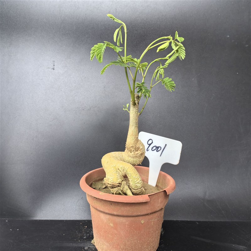 合欢树盆景庭院阳台观叶观花植物桌面盆栽合欢树桩芙蓉花树苗耐寒