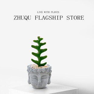 鱼骨令箭多肉植物盆栽仙人掌科花卉室内桌面四季好养创意稀有摆件