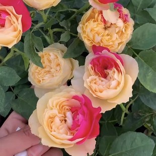 风月月季花苗盆栽四季开花卉大玫瑰阳台庭院植物好养大花月季