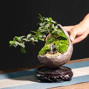 中式胡椒木盆景盆专用花盆禅意紫砂老桩绿植家用桌面造景盆小摆件