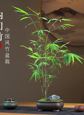 精品内门竹盆栽名贵门内竹室内庭院绿植四季常青好养易活竹子盆景