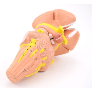 医信MDCD人体脑模型 内囊与基底核神经核模型