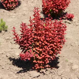 红叶小檗苗彩色绿篱色块紫叶小檗苗庭院别墅行道北方耐寒绿化苗木