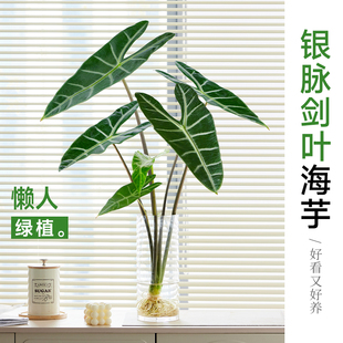 银脉剑叶海芋水培植物花卉办公室内桌面水养绿植好养活四季除甲醛