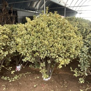 1.5米宽带土球四季 大叶黄杨金边冬青树苗球型精品80 常青庭院绿化