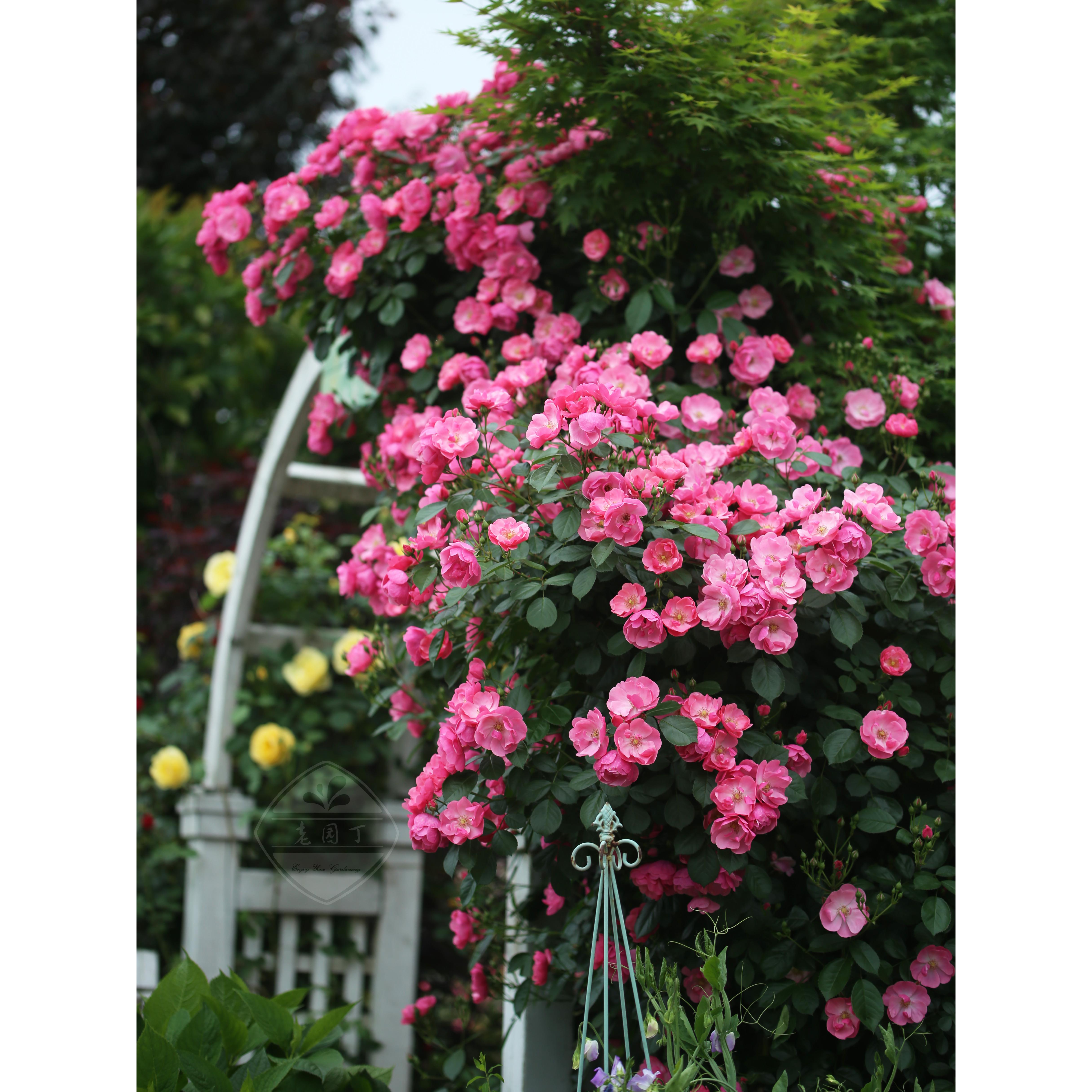 安吉拉 P11盆藤本月季 粉色单瓣抗病强健攀爬拱门 老园丁庭院盆栽