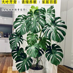 大叶龟背竹老桩植物室内客厅大型绿植办公室落地大号真花四季常绿