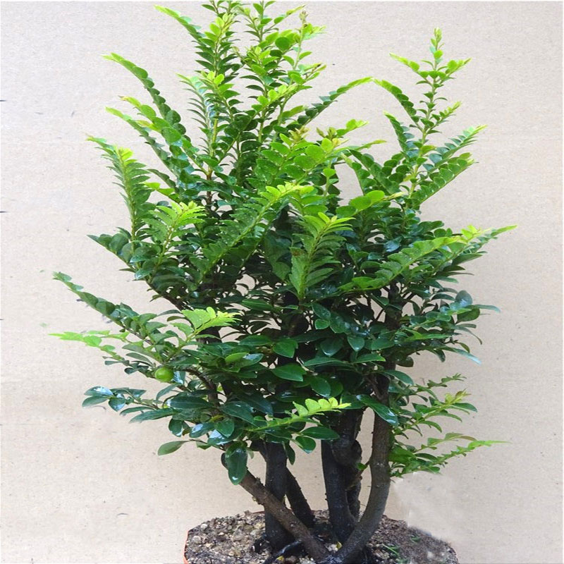 小叶紫檀盆景独桩老桩阳台客厅盆栽 办公室桌面 绿植室内 小绿植