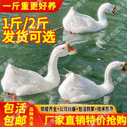 四季大白鹅活体2斤小鹅活苗纯种大白鹅活苗1斤三花鹅活苗皖西白鹅