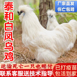 正宗白凤乌鸡活苗小鸡活苗乌骨鸡活苗散养半大泰和白凤乌鸡活苗