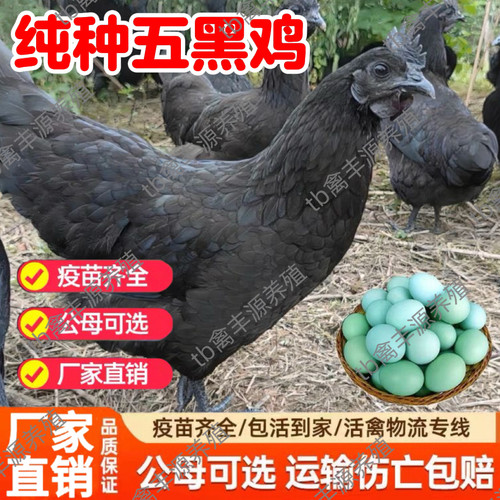 正宗五黑一绿乌骨鸡活苗纯种半大乌鸡活苗脱温小鸡活苗五黑鸡活苗