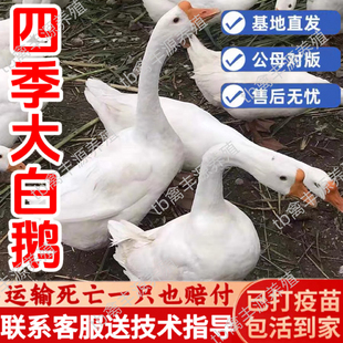 纯种大白鹅活苗1斤四季大白鹅活体小鹅活苗三花鹅活苗皖西大白鹅
