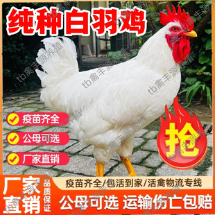 正宗白来航蛋鸡活苗青年鸡白羽鸡活苗半大青年鸡活苗产蛋王高产蛋