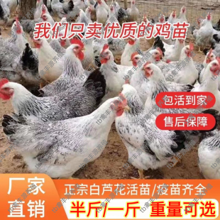 半大白芦花鸡活苗白芦花鸡活苗1斤稻花鸡苗正宗白芦花鸡活苗纯种