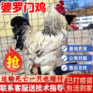 纯种巨型婆罗门鸡活苗大种巨型梵天鸡半大脱温小鸡活苗观赏鸡活苗