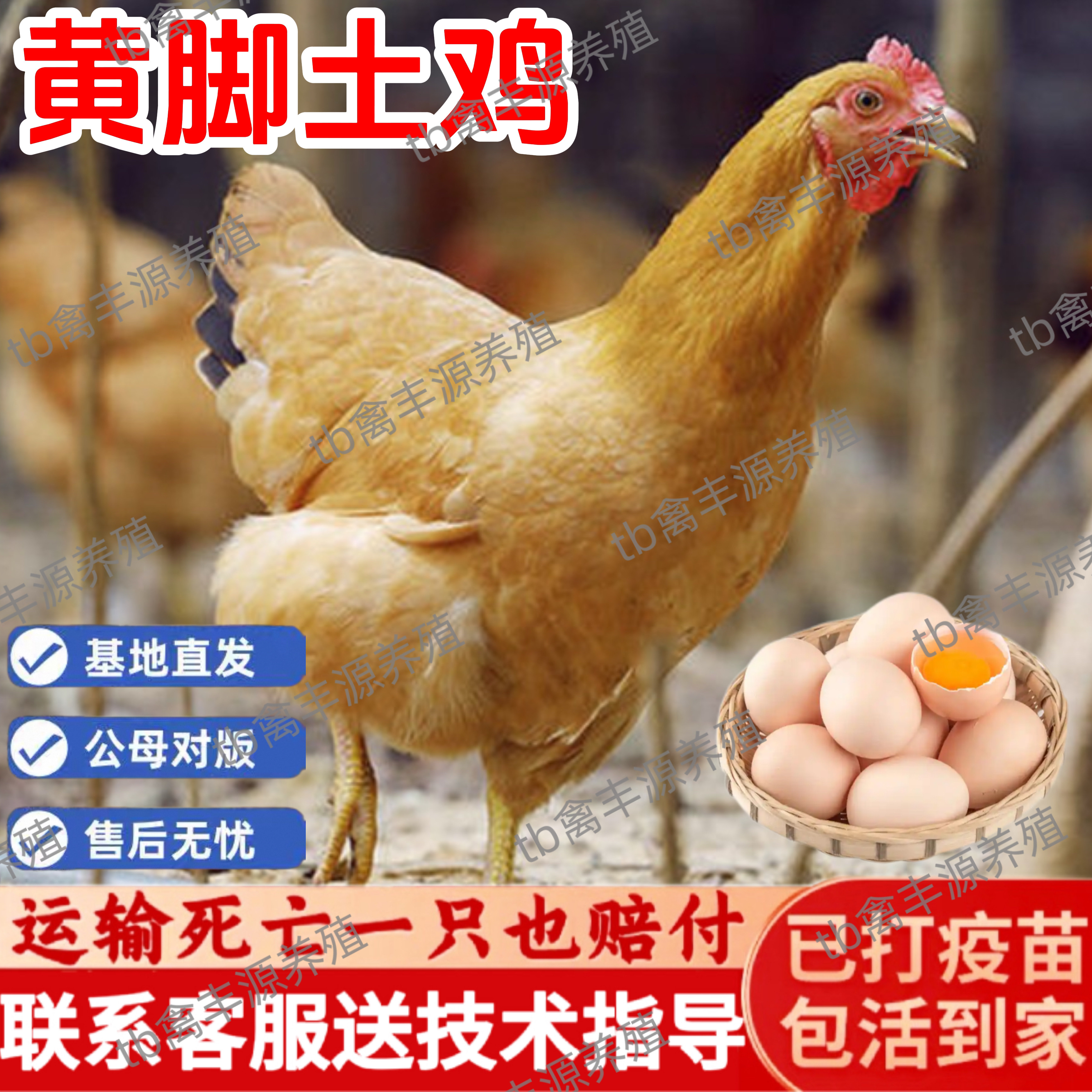 黄脚小土鸡活苗半大农村散养皖南土鸡纯种小土鸡高产蛋小鸡活苗