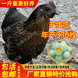 纯种五黑鸡活苗乌骨鸡活苗纯种半大乌鸡活苗脱温鸡苗绿壳蛋产蛋王