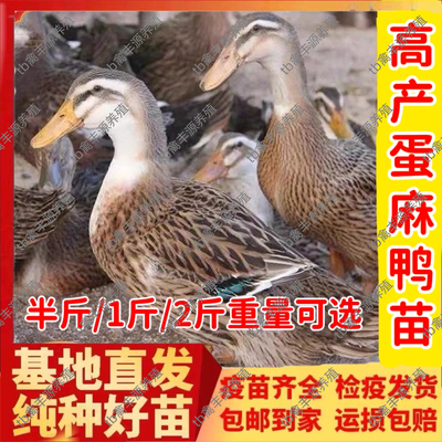 高产绿壳蛋麻鸭苗鸭子活苗半大小鸭子活苗麻鸭活苗水鸭家鸭活体