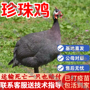 纯种珍珠鸡活苗正宗珍珠活鸡活苗半大小鸡活苗散养珍珠棉鸡活苗