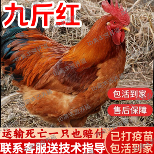 正宗散养九斤红公鸡活苗巨型红玉380鸡活苗大种九斤红小鸡活苗