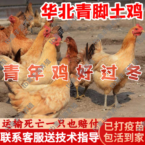 正宗青脚土鸡活苗农村散养麻羽土鸡纯种小土鸡高产蛋青年鸡活苗