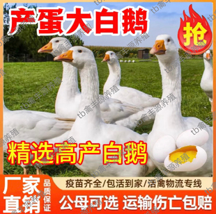 四季大白鹅活体小鹅活苗纯种大白鹅活苗1斤三花鹅活苗皖西大白鹅