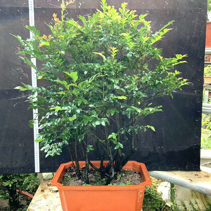 小叶紫檀盆景老桩植物客厅办公室内桌面花卉绿植盆栽树苗四季常青