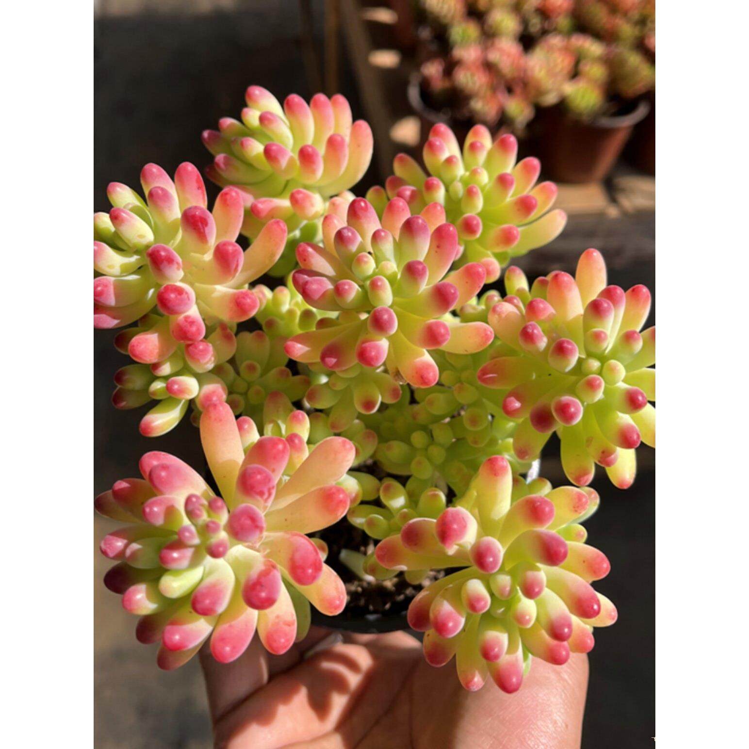 果冻乙女心新手好养多肉植物群生组合大棵清棚木质老桩新手好养