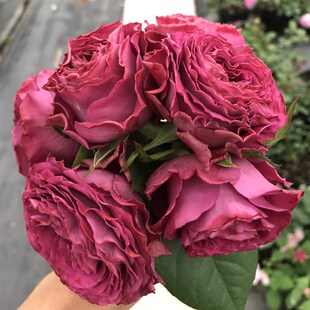 珍贵时刻阳台浓香紫色玫瑰花苗四季开花卉观花月季花苗盆栽绿植物