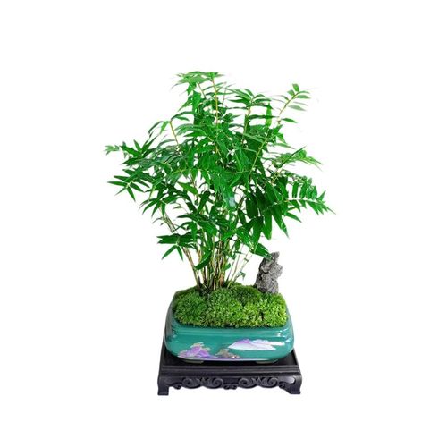 矮种小叶米竹盆栽手绘山水盆四季常绿好养绿植