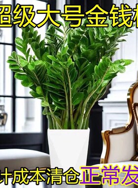 大盆金钱树盆栽客厅室内植物钱串子绿色办公室大型绿植开业发财树