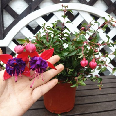 倒挂金钟盆栽 灯笼花花苗阳台花卉带花苞吊金钟吊钟海棠吊兰包邮