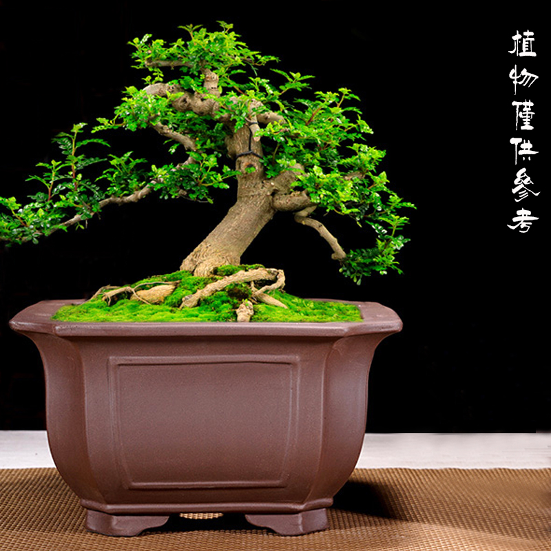 宜兴紫砂花盆精品手工四方室内桌面紫泥绿植桌面中国风盆景盆包邮