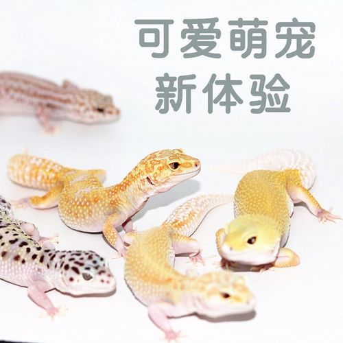 豹纹守宫蜥蜴爬宠活泼可爱蜥蜴爬虫入门级幼体成体温顺宠物新手爬