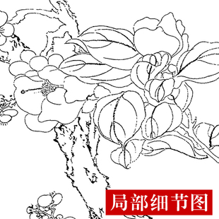 CQ37工笔画白描打印底稿 恽寿平-百花图卷(全卷)临摹练习线描