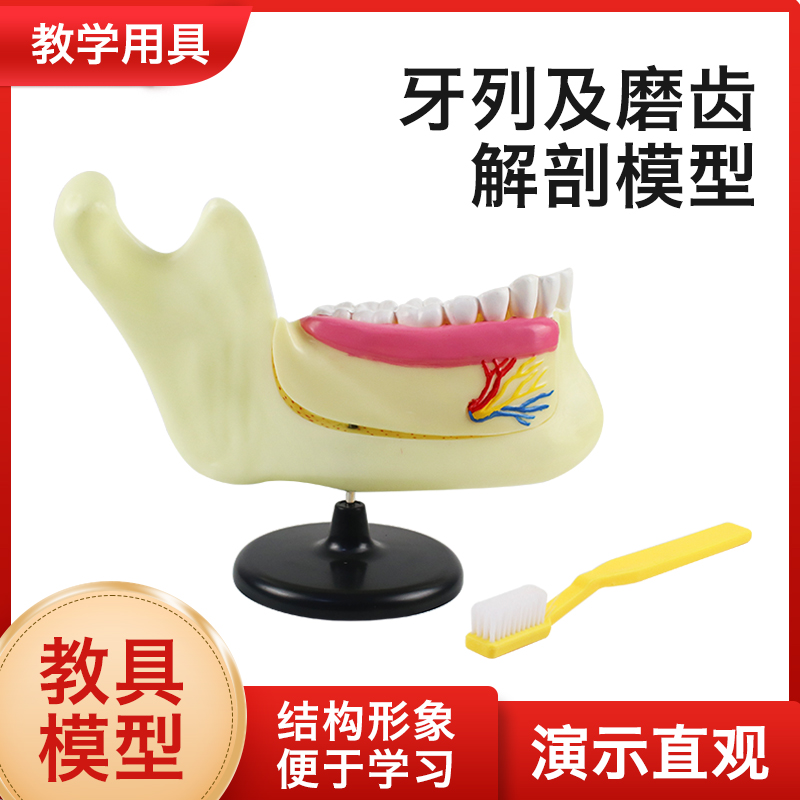 牙列及磨齿解剖模型小学初中高中生物实验H模型标本 教学仪器实验